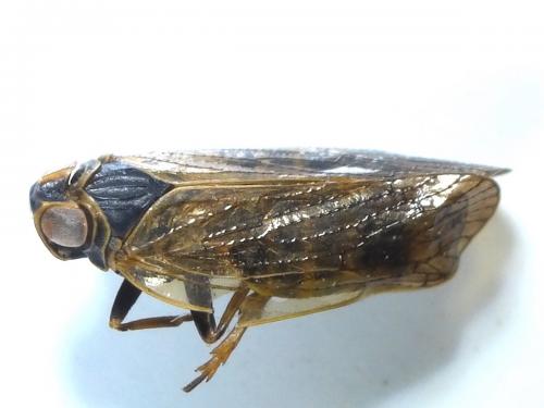 Réf. 279 001 : Reptalus sp.